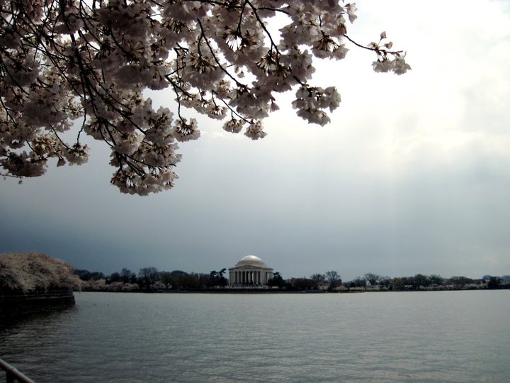 Looking forward to our weekend filled with Cherry Blossoms!