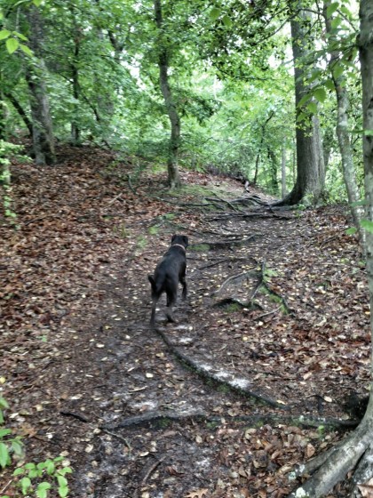 Mother's Day Run with Alex - off leash for the first time