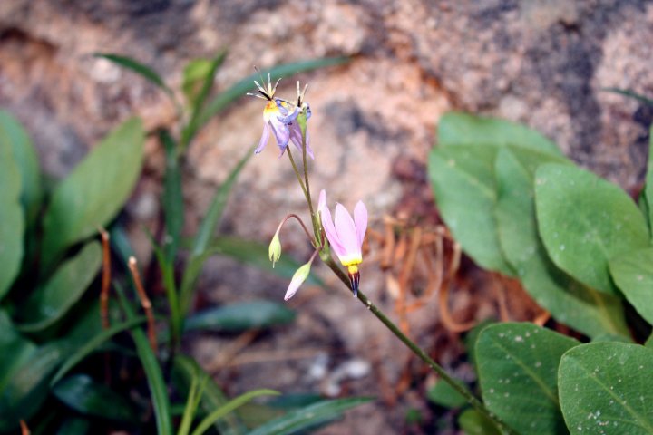 Columbine flower along the trail on our Utah Honeymoon